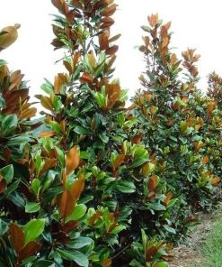 Garden Goods Direct Trees Magnolia Bracken's Brown Beauty