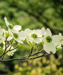 Garden Goods Direct Trees Cherokee Princess Dogwood