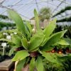 Garden Goods Direct House Plants Staghorn Fern