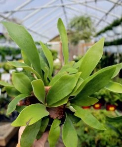 Garden Goods Direct House Plants Staghorn Fern