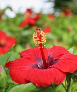 Garden Goods Direct House Plants Red Hibiscus