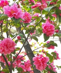 Garden Goods Direct April Kiss Camellia Shrubs