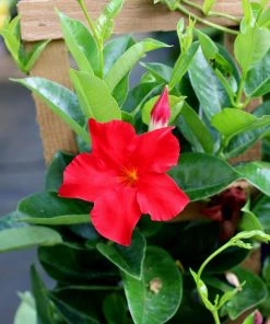 Garden Goods Direct Red Mandevilla House Plants