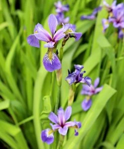 Garden Goods Direct Blue Flag Iris Perennials 5 Garden Goods Direct Blue Flag Iris Perennials