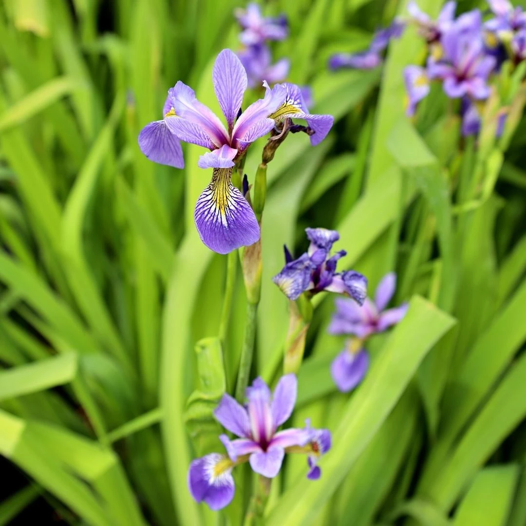 Garden Goods Direct Blue Flag Iris Perennials 3 Garden Goods Direct Blue Flag Iris Perennials