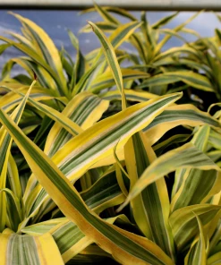 Garden Goods Direct Dracaena Lemon Lime House Plants