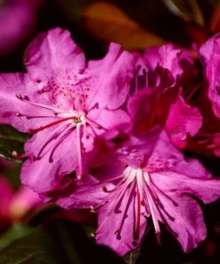 Garden Goods Direct PJM Rhododendron