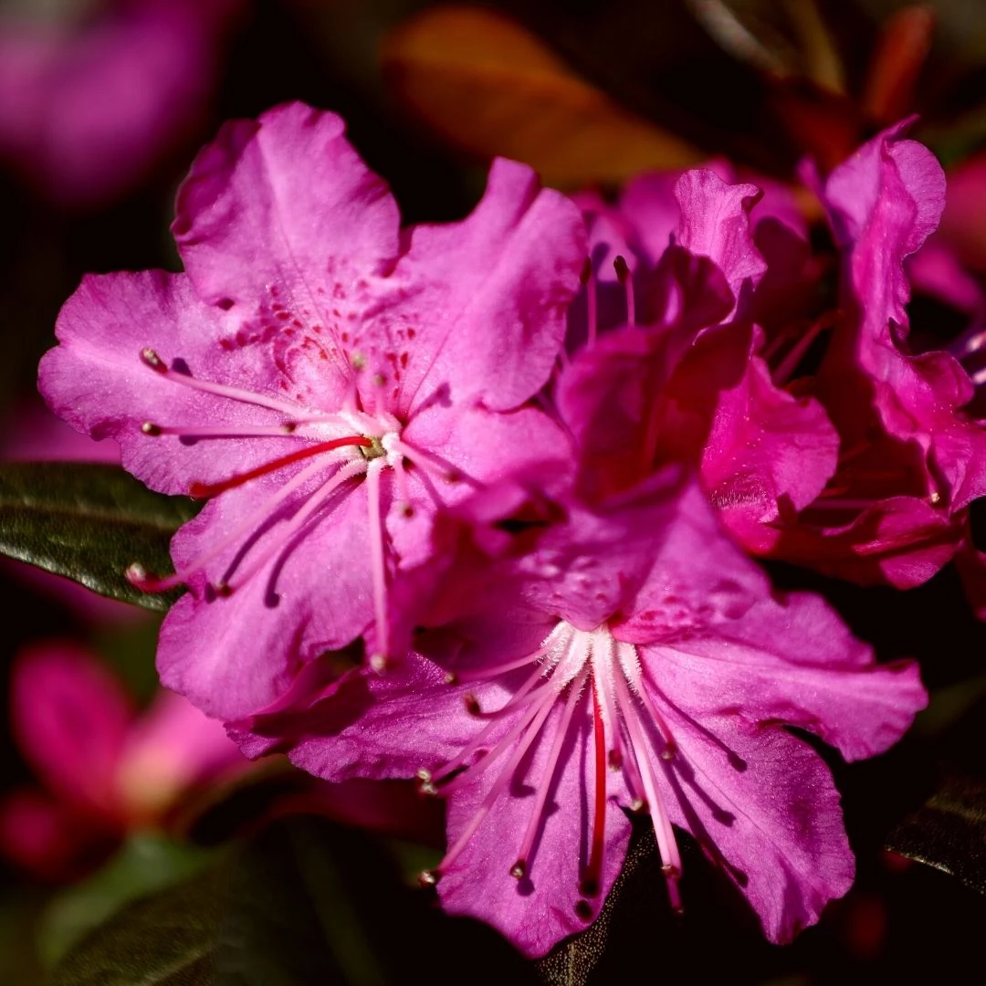 Garden Goods Direct PJM Rhododendron 1 Garden Goods Direct PJM Rhododendron