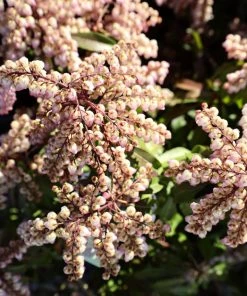 Garden Goods Direct Shrubs Pieris Katsura