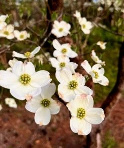Garden Goods Direct Trees White Dogwood