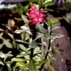 Garden Goods Direct House Plants Desert Rose Plants