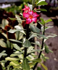 Garden Goods Direct House Plants Desert Rose Plants