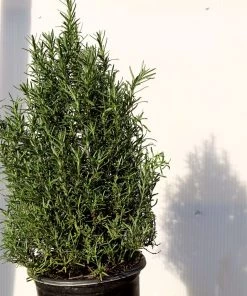 Garden Goods Direct Rosemary Tuscan Blue Perennials 7 Garden Goods Direct Rosemary Tuscan Blue Perennials