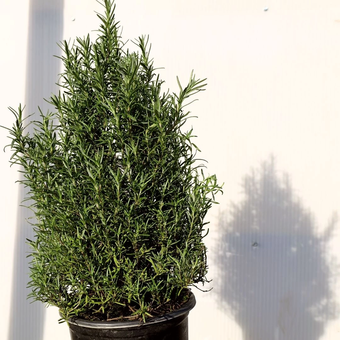 Garden Goods Direct Rosemary Tuscan Blue Perennials 3 Garden Goods Direct Rosemary Tuscan Blue Perennials