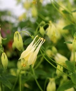 Garden Goods Direct Aquilegia Corbett