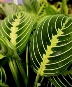 Garden Goods Direct House Plants Lemon Lime Maranta