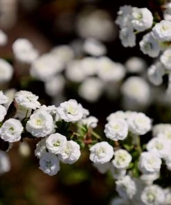 Garden Goods Direct Bridal Wreath Spirea Shrubs 7 Garden Goods Direct Bridal Wreath Spirea Shrubs