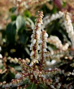 Garden Goods Direct Pieris Mountain Fire