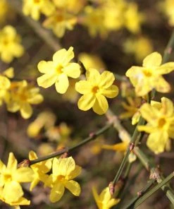 Garden Goods Direct Winter Jasmine