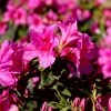 Garden Goods Direct Proven Winners® Color Choice® Bloom-A-Thon® Lavender Azalea