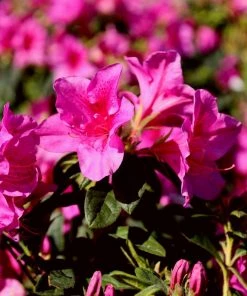 Garden Goods Direct Proven Winners® Color Choice® Bloom-A-Thon® Lavender Azalea