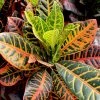 Garden Goods Direct House Plants Croton Petra