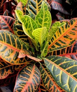 Garden Goods Direct House Plants Croton Petra