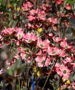 Garden Goods Direct Cherokee Chief Dogwood Trees