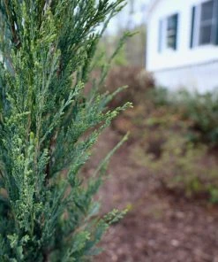 Garden Goods Direct Skyrocket Juniper