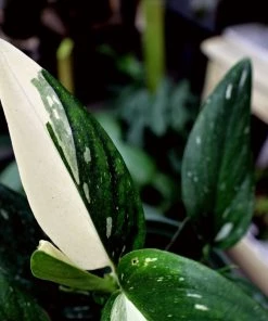 Garden Goods Direct Philodendron Cobra House Plants