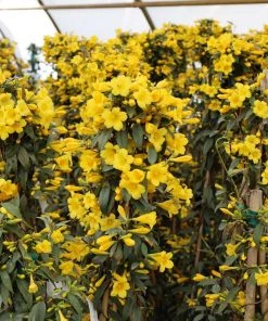 Garden Goods Direct Shrubs Carolina Jessamine 5 Garden Goods Direct Shrubs Carolina Jessamine
