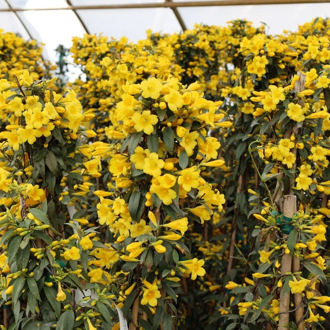 Garden Goods Direct Shrubs Carolina Jessamine 3 Garden Goods Direct Shrubs Carolina Jessamine