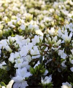 Garden Goods Direct Delaware Valley White Azalea Shrubs