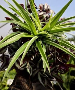 Garden Goods Direct Spider Plant Wandering Jew Combo Pot House Plants