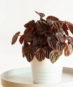Garden Goods Direct Schumi Red Peperomia House Plants