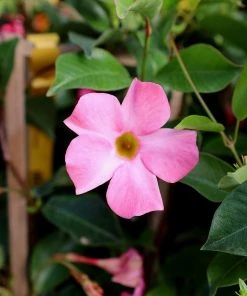 Garden Goods Direct Pink Mandevilla