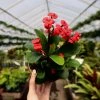 Garden Goods Direct Crown Of Thorns Plant