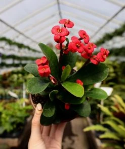 Garden Goods Direct Crown Of Thorns Plant