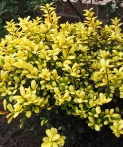 Garden Goods Direct Drops Of Gold Holly