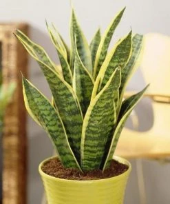 Garden Goods Direct Sansevieria Futura Superba