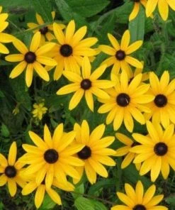 Garden Goods Direct Black Eyed Susan