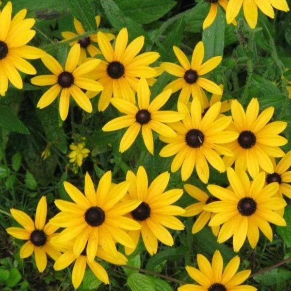 Garden Goods Direct Black Eyed Susan 1 Garden Goods Direct Black Eyed Susan