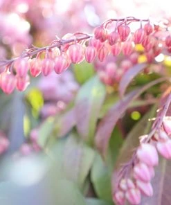 Garden Goods Direct Shrubs Pieris Katsura