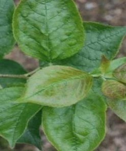 Garden Goods Direct Southern Gentleman Winterberry Shrubs