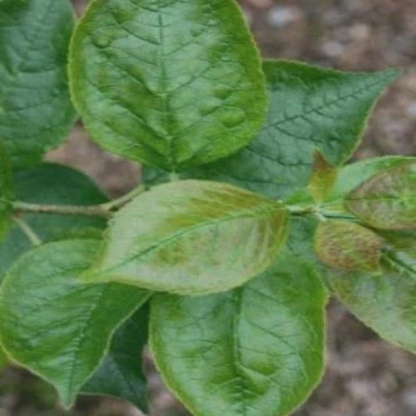 Garden Goods Direct Southern Gentleman Winterberry Shrubs 1 Garden Goods Direct Southern Gentleman Winterberry Shrubs