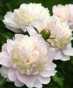 Garden Goods Direct Perennials Shirley Temple Peony 6 Garden Goods Direct Perennials Shirley Temple Peony