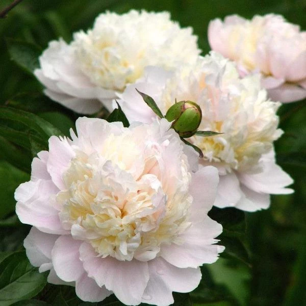 Garden Goods Direct Perennials Shirley Temple Peony 3 Garden Goods Direct Perennials Shirley Temple Peony
