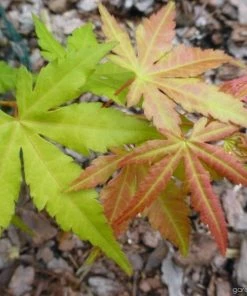 Garden Goods Direct Orange Dream Japanese Maple Trees