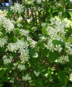 Garden Goods Direct Shrubs Red Chokeberry