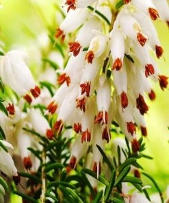 Garden Goods Direct Mediterranean White Heather Shrubs